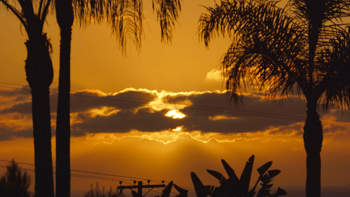 Sunset with palm trees.